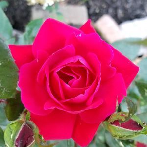 Meet your Posher, Lia